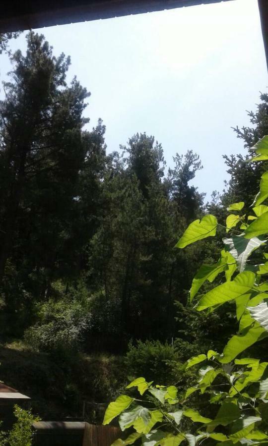 Six Steps From The Forest Zigos  Exterior foto