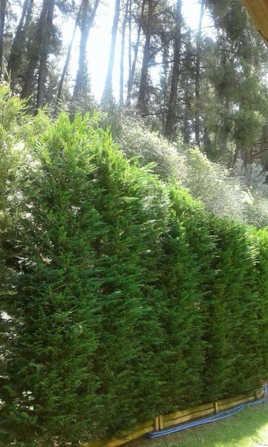 Six Steps From The Forest Zigos  Exterior foto